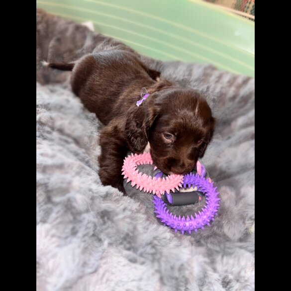 Sprocker Spaniel - Both