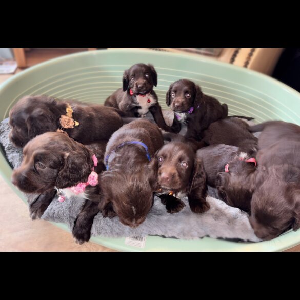 Sprocker Spaniel - Both