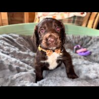 Sprocker Spaniel - Both
