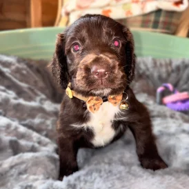Sprocker Spaniel - Both