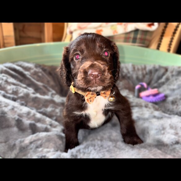 Sprocker Spaniel - Both