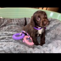 Sprocker Spaniel - Both
