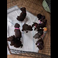 Sprocker Spaniel - Both