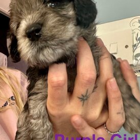 Cockapoo - Both