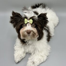 Yorkshire Terrier - Both