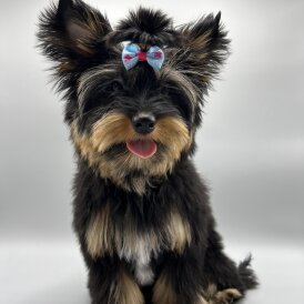 Yorkshire Terrier - Both