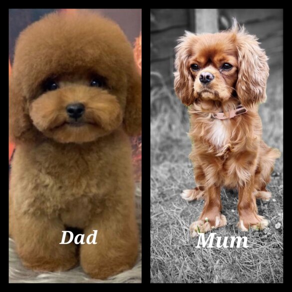 Cavapoo - Both