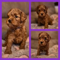 Cavapoo - Both