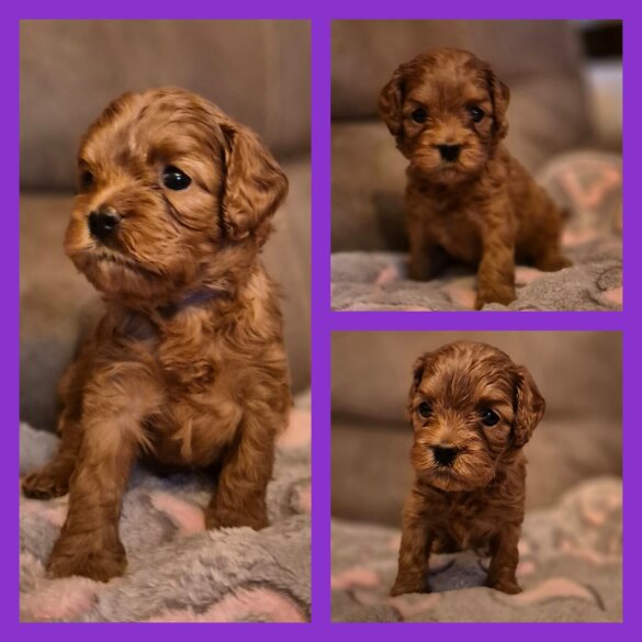 Cavapoo - Both