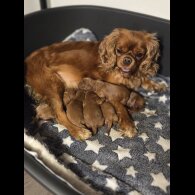 Cavapoo - Both