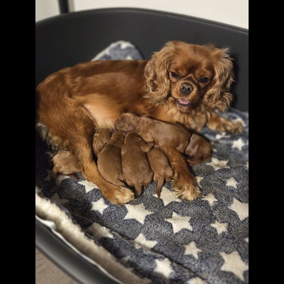 Cavapoo - Both