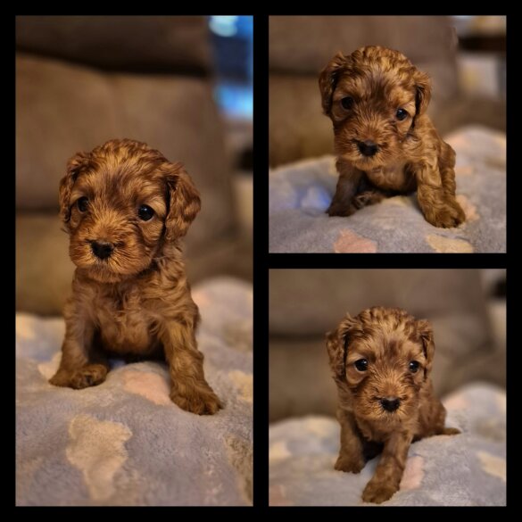 Cavapoo - Both