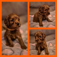 Cavapoo - Both