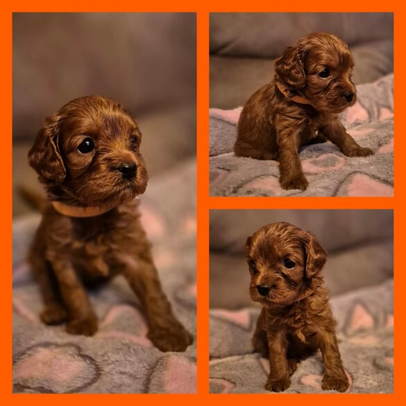 Cavapoo - Both