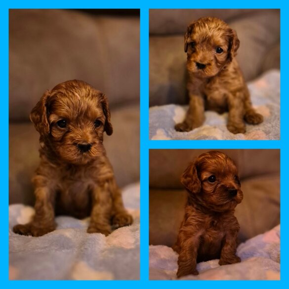 Cavapoo - Both