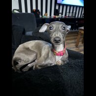 Whippet - Both
