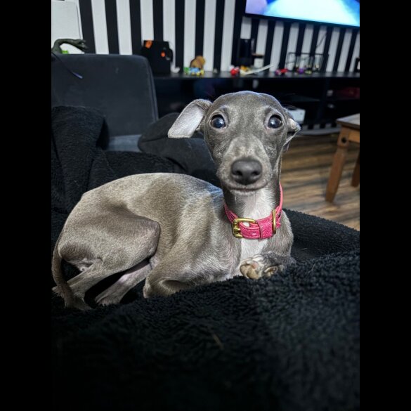 Whippet - Both
