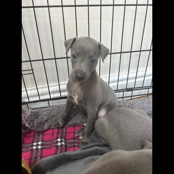Whippet - Both