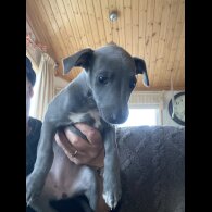 Whippet - Both