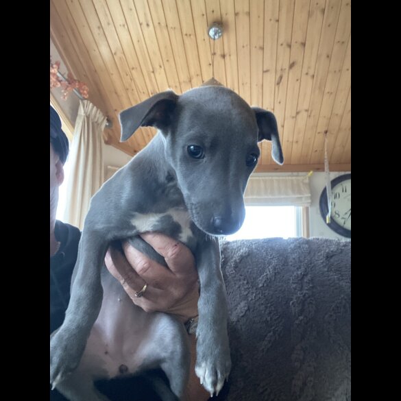 Whippet - Both