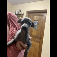 Whippet - Both