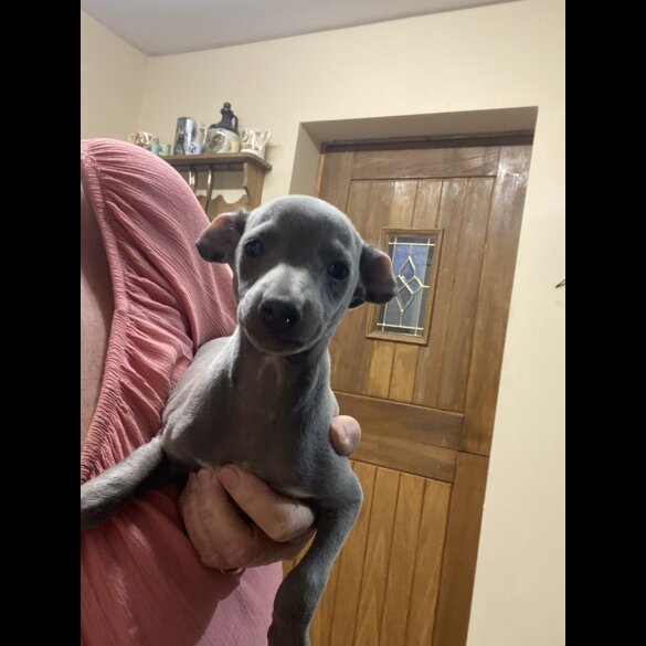 Whippet - Both