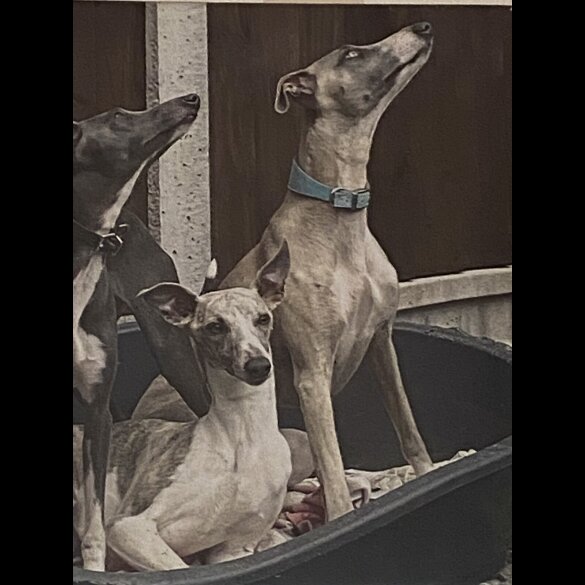 Whippet - Both