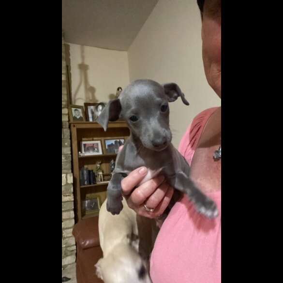 Whippet - Both