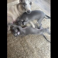 Whippet - Both