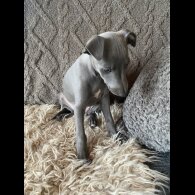 Whippet - Both
