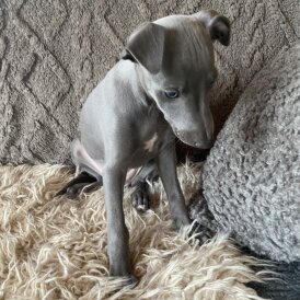 Whippet - Both