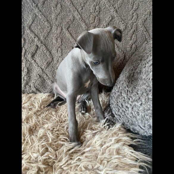 Whippet - Both