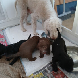 Bedlington Terrier - Both