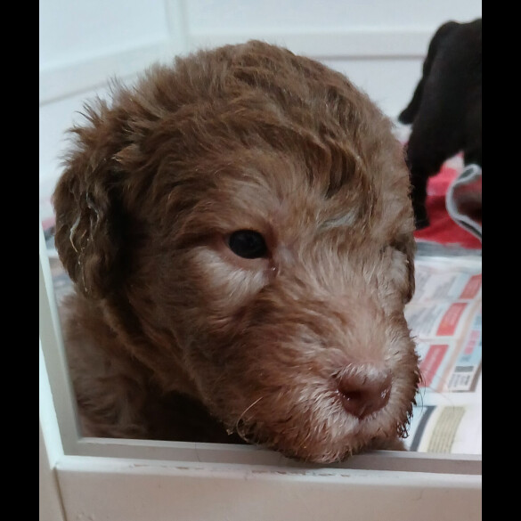 Bedlington Terrier - Both