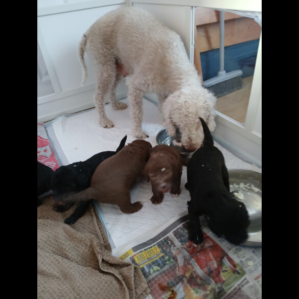 Bedlington Terrier - Both