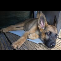 Belgian Shepherd Dog (Groenendael) - Both