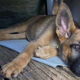 Belgian Shepherd Dog (Groenendael) - Both