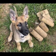 Belgian Shepherd Dog (Groenendael) - Both