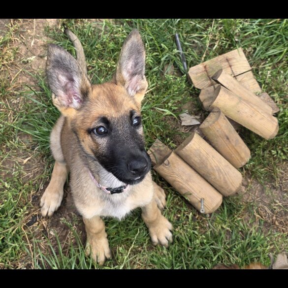 Belgian Shepherd Dog (Groenendael) - Both
