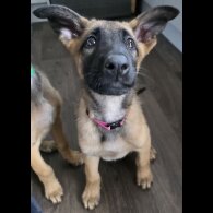 Belgian Shepherd Dog (Groenendael) - Both