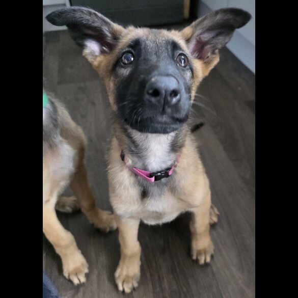 Belgian Shepherd Dog (Groenendael) - Both