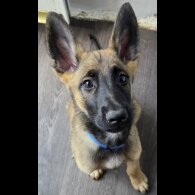 Belgian Shepherd Dog (Groenendael) - Both