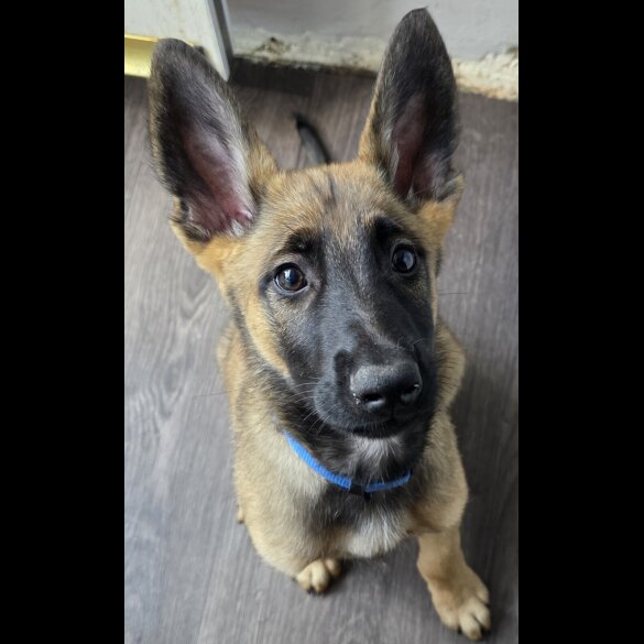 Belgian Shepherd Dog (Groenendael) - Both