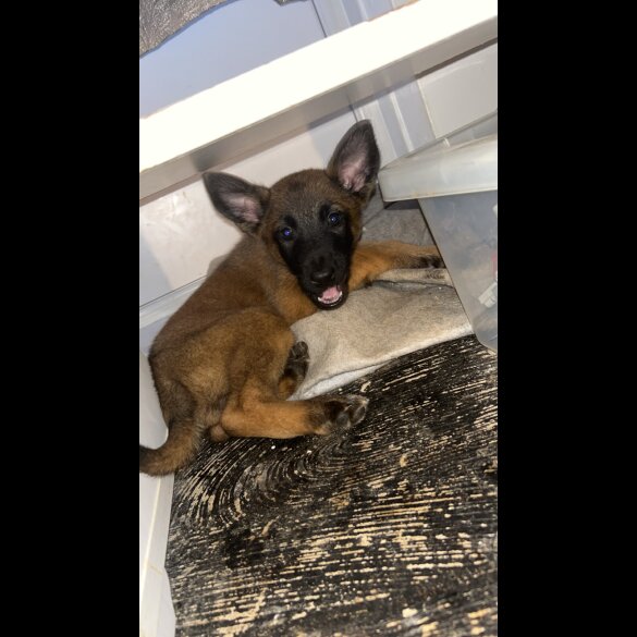 Belgian Shepherd Dog (Tervuren) - Both