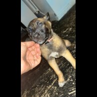 Belgian Shepherd Dog (Tervuren) - Both