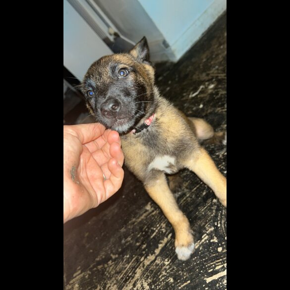 Belgian Shepherd Dog (Tervuren) - Both