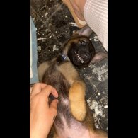 Belgian Shepherd Dog (Tervuren) - Both