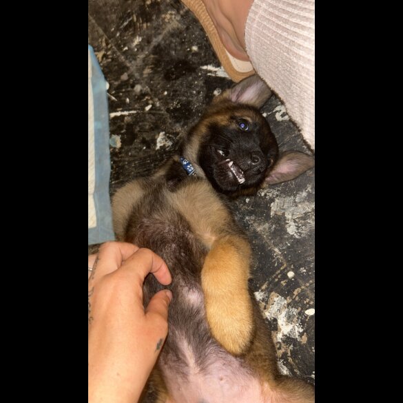 Belgian Shepherd Dog (Tervuren) - Both
