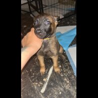 Belgian Shepherd Dog (Tervuren) - Both
