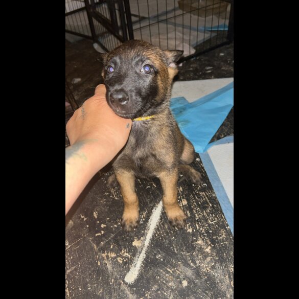 Belgian Shepherd Dog (Tervuren) - Both